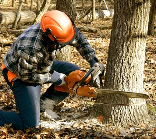 Tree Removal in Mattaponi, VA